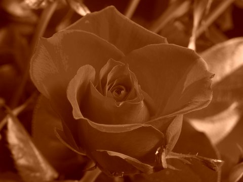 Sepia filter